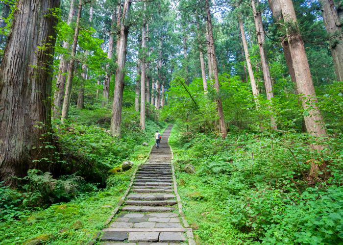 The hiking trail up the holy Mt. Haguro, surrounded by tall trees.